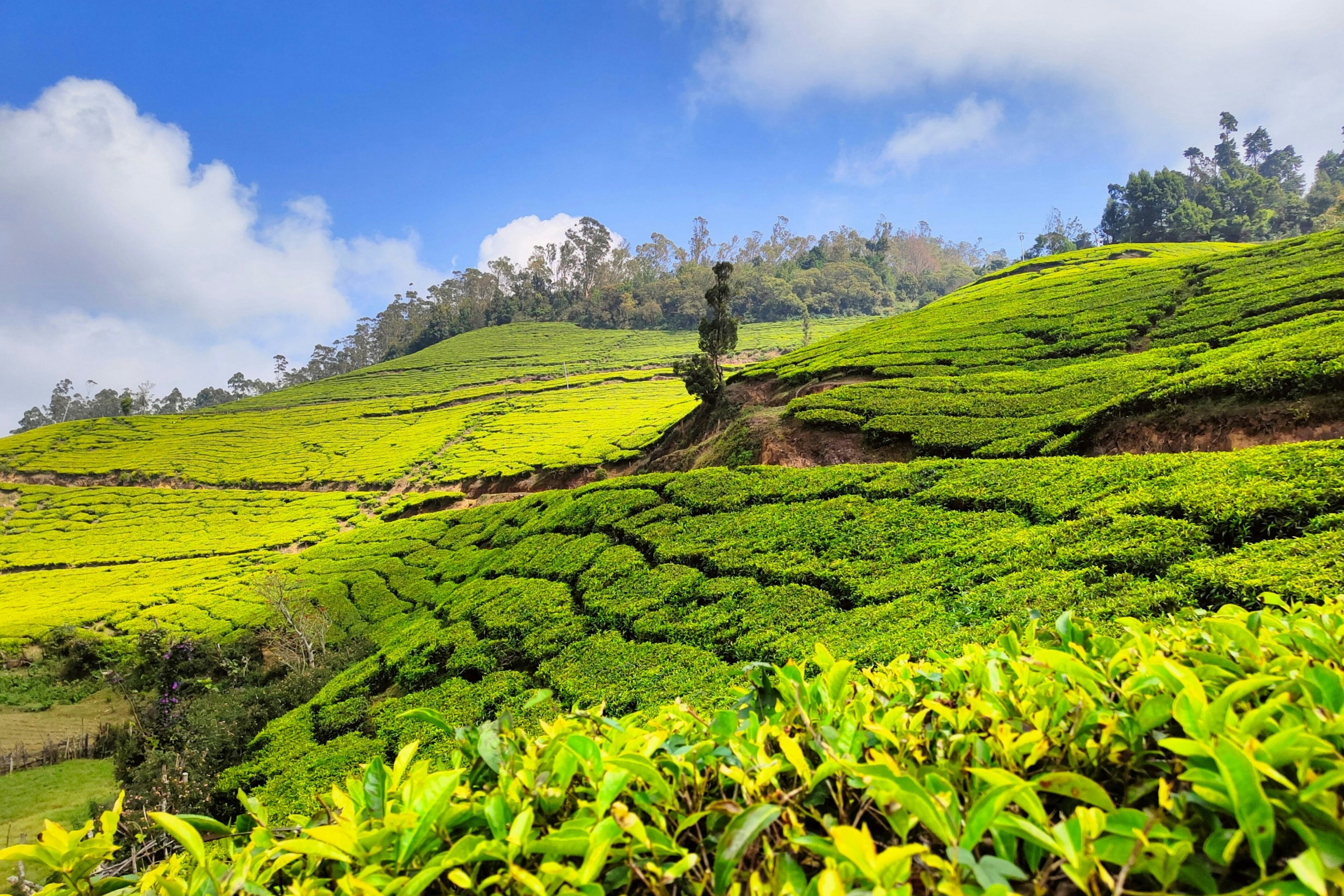 Kerala Package