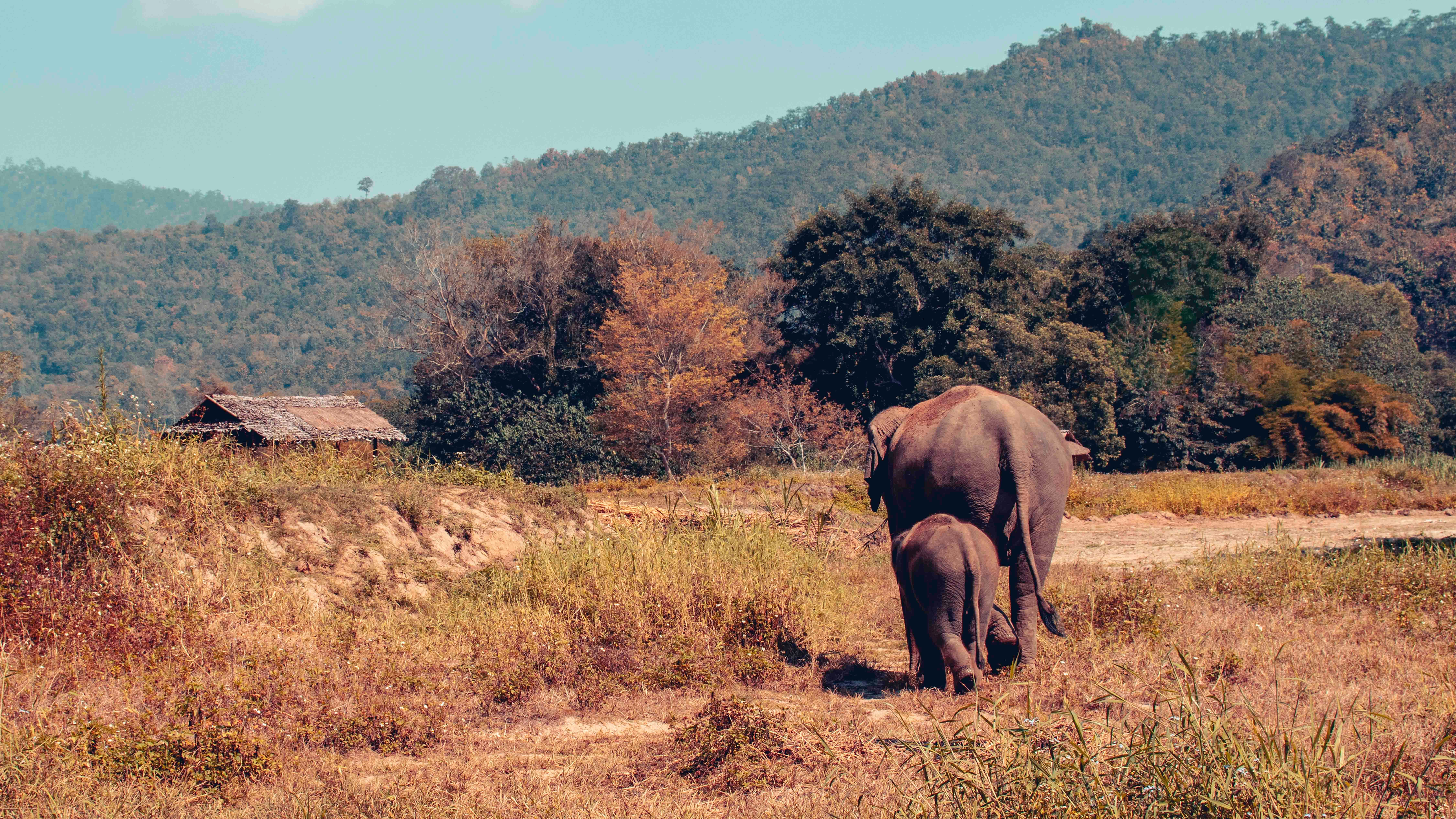 Wildlife